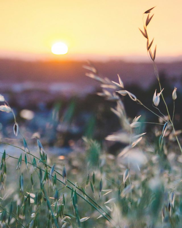 Transformationen in der Lebensmitte Der Online Summit 2024 am 21. und 22. Juli Das Online-Event rund um das Thema Frausein, Lebensmitte und Veränderung , Arbeite mit Dr. Ruth Mischnick, Dr. Ruth Mischnick, die innere Heilerin, Coach, Serum Oleum, Therapeutin, inneres Wohlbefinden, Well-Aging