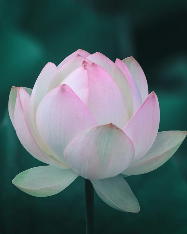 Knochen fürs Leben und, Dr. Ruth Mischnick, workshop, Berlin