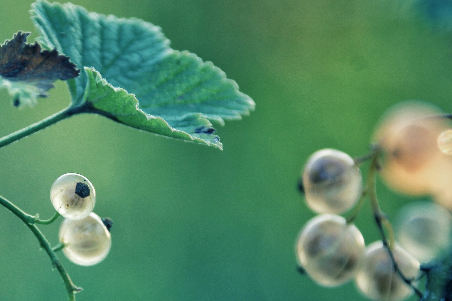 22 Symptome der Menopause Serum Oleum